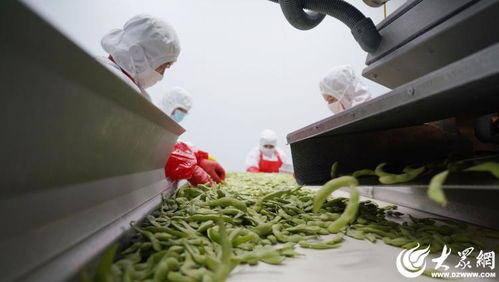 山東沂南 小果蔬撬動(dòng)大產(chǎn)業(yè)，食品包裝機(jī)械助力騰飛